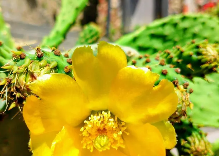 Casa de hóspedes Casa Fiore Del Borgo 3*